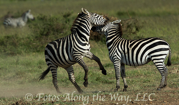 Zebra Tussle (Kenya)