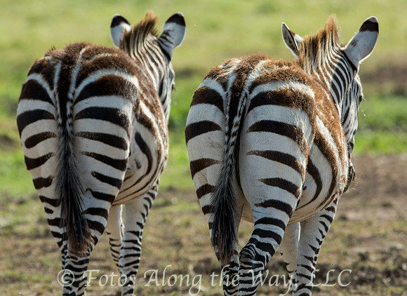 Zebras - Two Ends (Kenya)