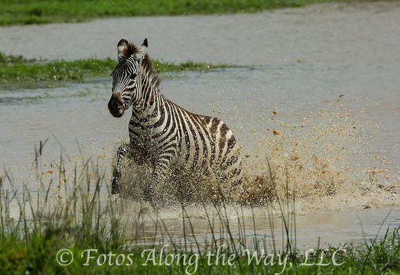 Zebra Running from Water (Kenya)