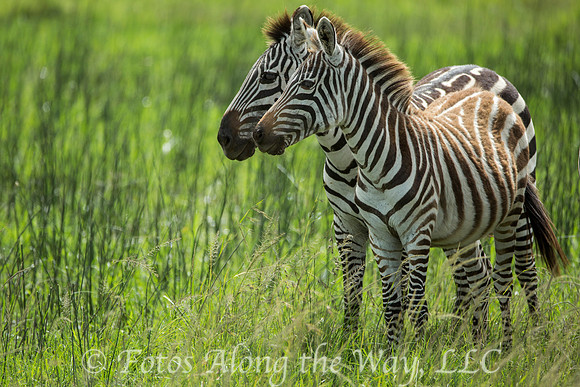 Zebra (Kenya)