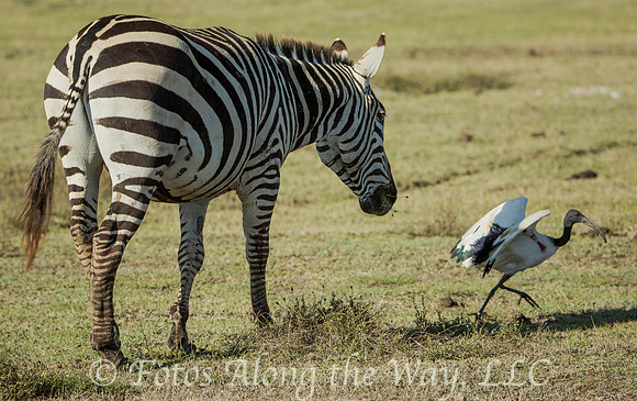 Zebra Chasing Ibis (Tanzania)