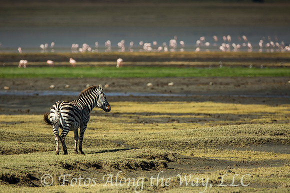 Zebra in the Crater (Tanzania)