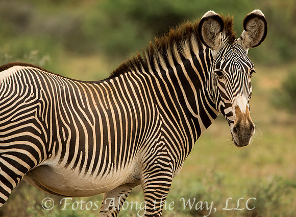 Grevy's Zebra (Kenya)