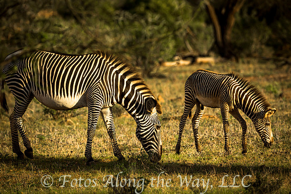 Grevy's Zebra Family (Kenya)
