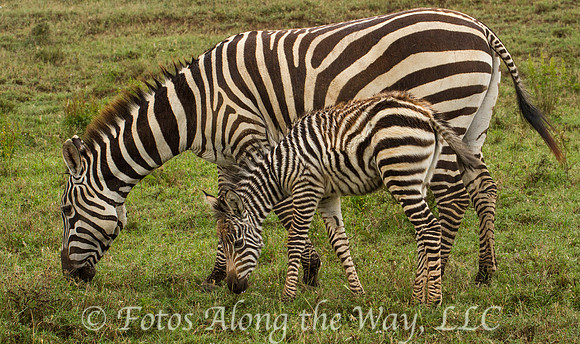 Zebra Mother & Calf Grazing (Kenya)