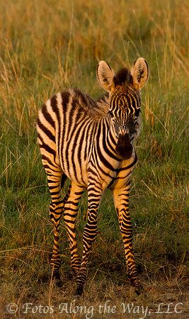 Young Zebra (Kenya)