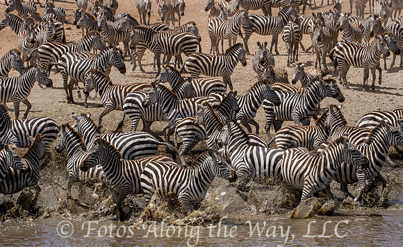 Skittish Zebra Herd (Tanzania)
