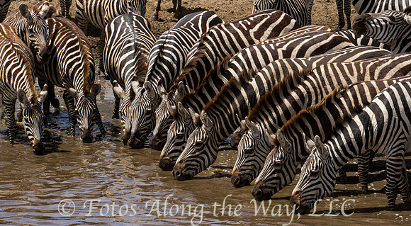Zebras Drinking #1 (Tanzania)