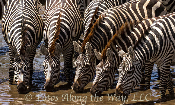 Zebras Drinking #2 (Tanzania)