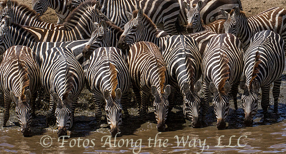 Zebras Drinking #5 (Tanzania)