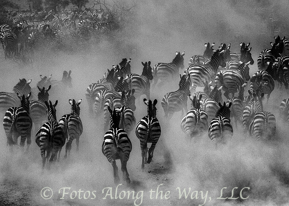 Zebras in the Dust (Tanzania)
