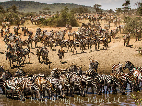 Thirsty Zebra Herds (Tanzania)