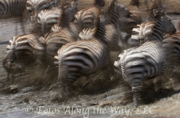 Frightened Zebras (Tanzania)