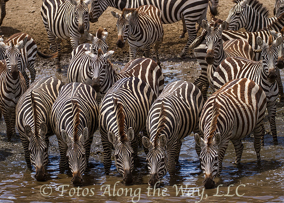 Zebras Drinking #3 (Tanzania)