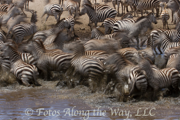 Zebras in a Blur (Tanzania)
