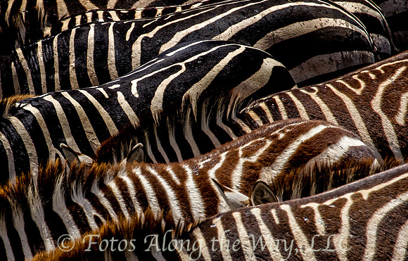 Zebra Stripes (Tanzania)
