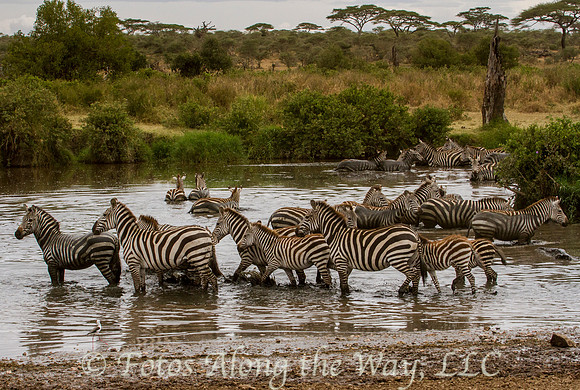 Zebra Herd Cooling Off (Tanzania)
