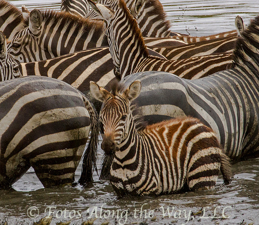 Zebra Herd Standing in Pool (Tanzania)