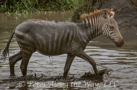 Muddy Zebra on the Move (Tanzania)