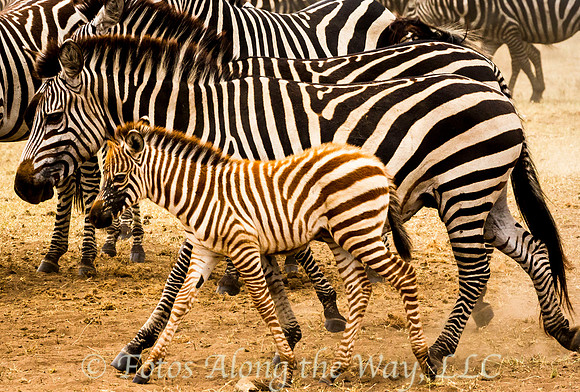Young Zebra Walking with Adults (Tanzania)