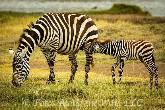 Zebra Mother & Foul (Tanzania)