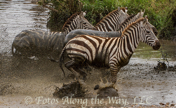 Zebras Running Out of the Water (Tanzania)