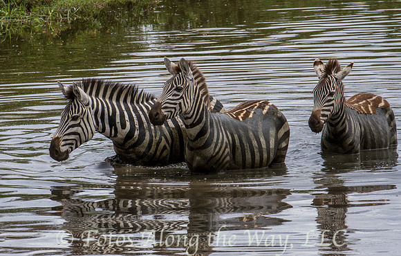 Zebra Trio in Water (Tanzania)
