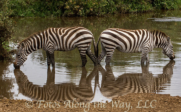 Zebra Symmetry (Tanzania)