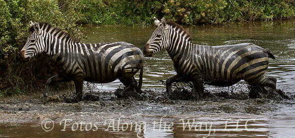 Zebras Trotting in Water (Tanzania)