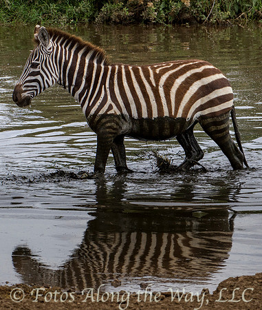 Zebra Reflection (Tanzania)