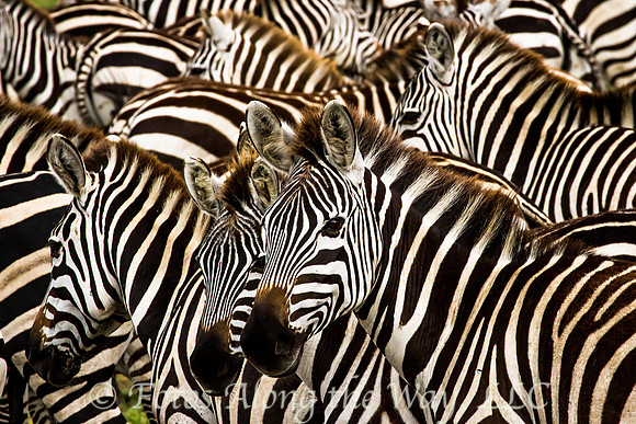 Serengeti Stripes (Tanzania)