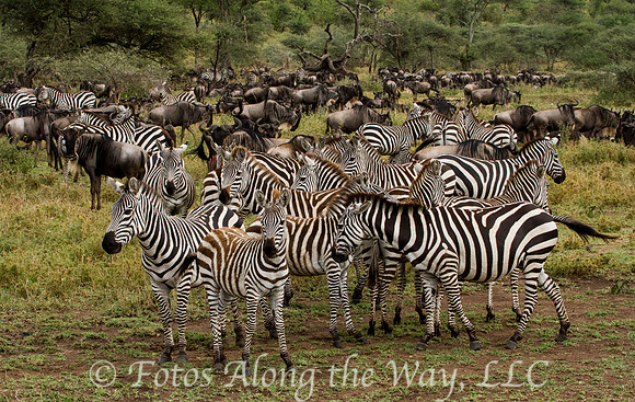 Zebra Herd on Watch (Tanzania)