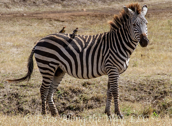 Zebra with Oxpeckers (Tanzania)