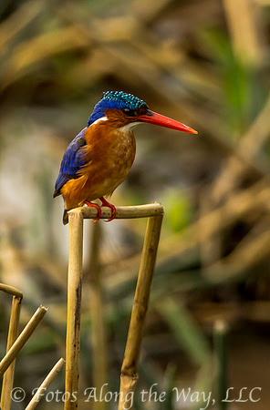 Malachite Kingfisher (Tanzania)