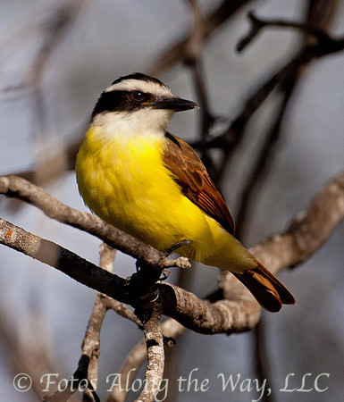 Kiskadee (Texas)