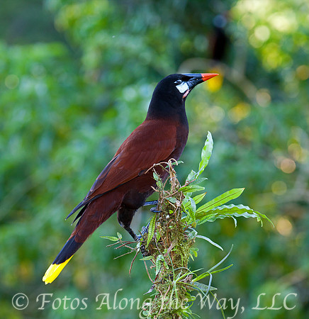 Oropendola (Costa Rica)