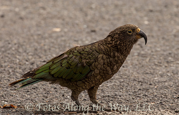 Kea (New Zealand)