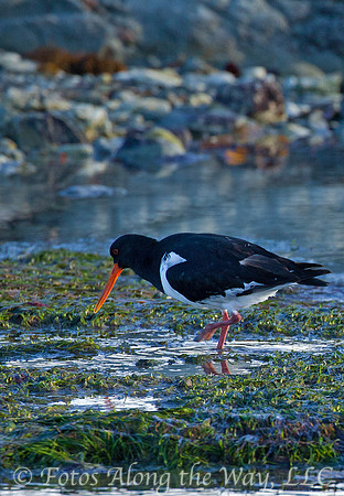 Pied Oystercatcher (New Zealand)
