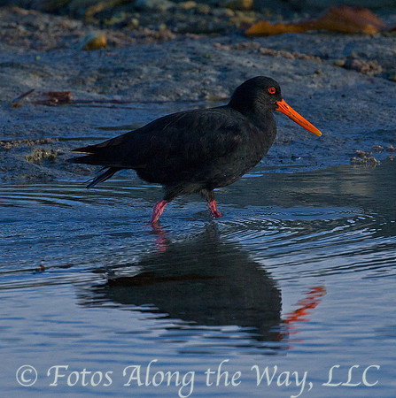 Variable Oystercatcher (New Zealand)