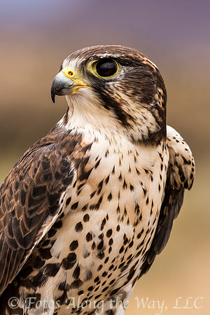 Prairie Falcon (Captive, New Mexico)