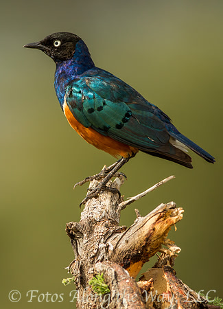 Superb Starling (Kenya)
