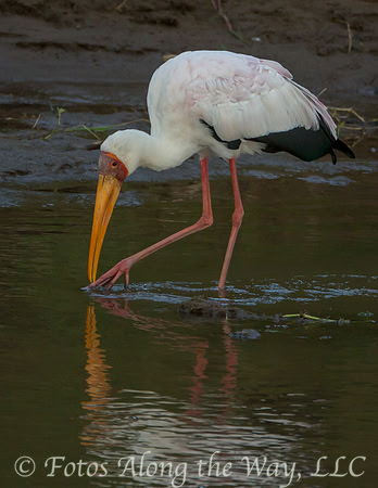 Yellow-billed Stork (Kenya)