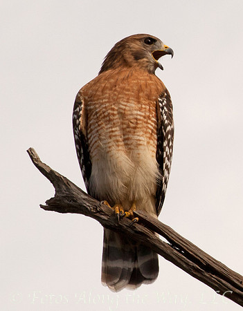 Swainson's Hawk (Texas)