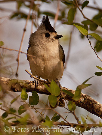 Titmouse (Texas)