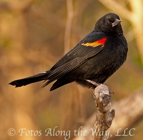 Blackbird (Texas)