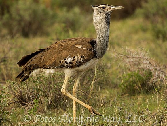 Kori Bustard (Kenya)