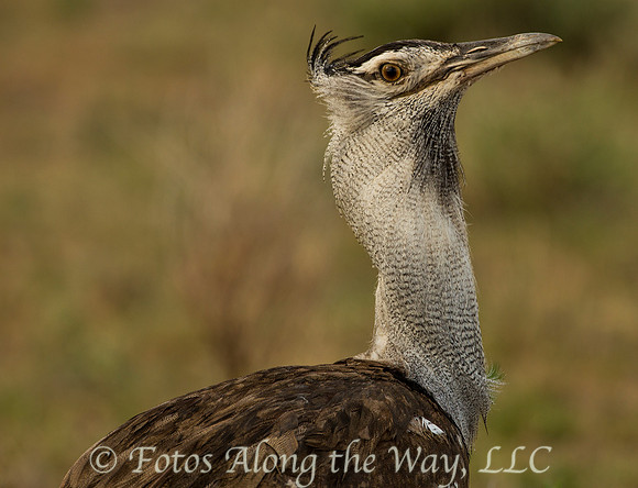 Kori Bustard (Kenya)