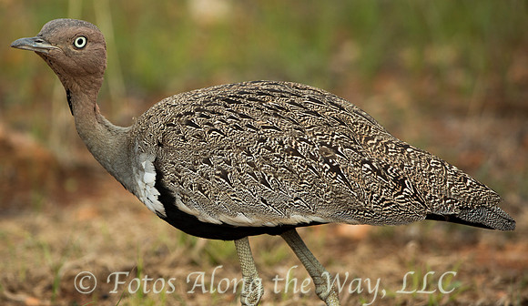 Crested Bustard (Kenya)