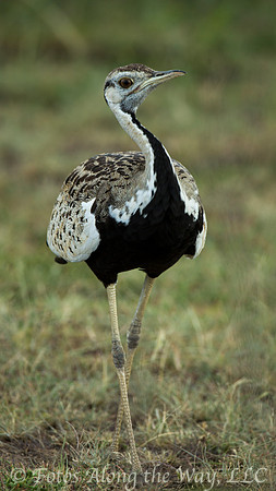 Black-bellied Bustard (Kenya)