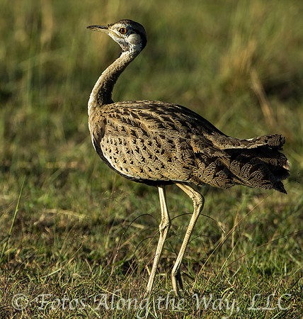 Black-bellied Bustard (Kenya)